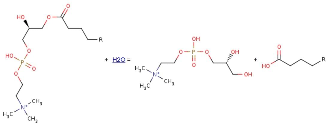 The reaction catalyzed by lysophospholipase